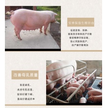千方動保母豬寶增加母畜幼崽抵抗力補充營養提高乳量多情素添加劑