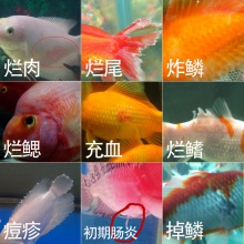 慶大霉素魚用爛鰭魚缸殺菌藥金魚錦鯉觀賞魚專用魚藥爛身爛尾爛肉